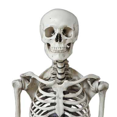 Artificial Skeleton Bones