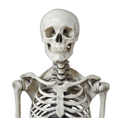 Artificial Skeleton Bones