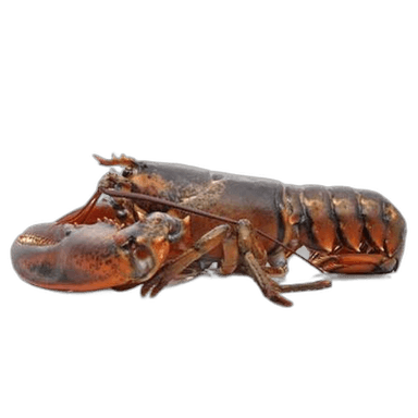 Live Lobster
