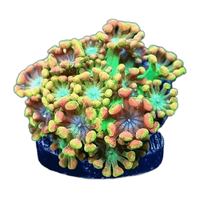 Live Coral