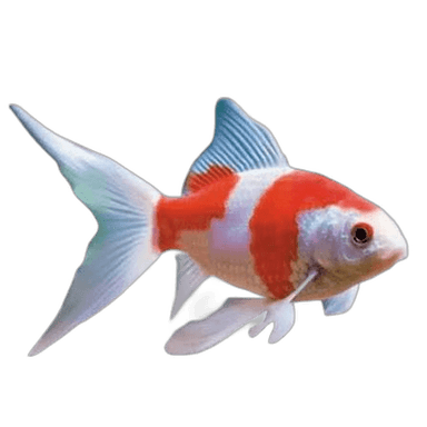 Live Fish