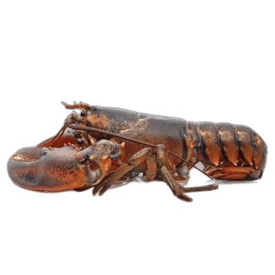 Live Lobster