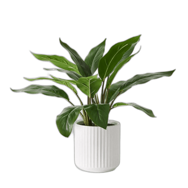 Plants