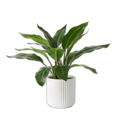 Plants