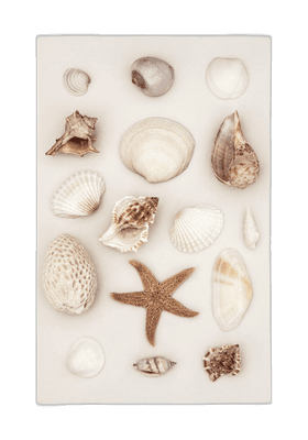 Sea Shells